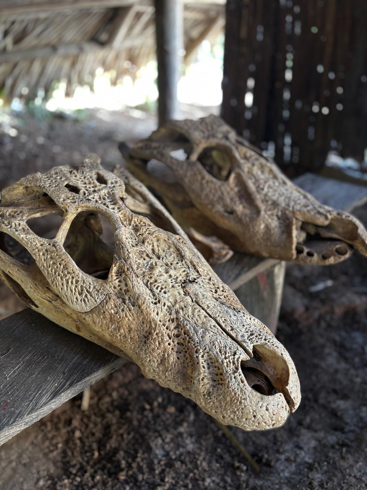 amazon-native-tours (10)